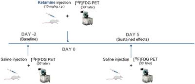 Single subanesthetic dose of ketamine produces delayed impact on brain [18F]FDG PET imaging and metabolic connectivity in rats